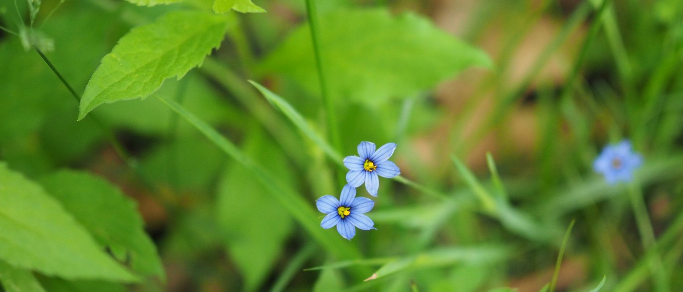 slider-2-wildflowers